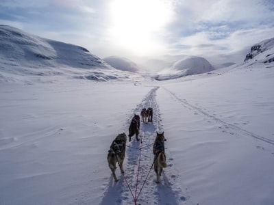 五只狼白天在雪山上行走
